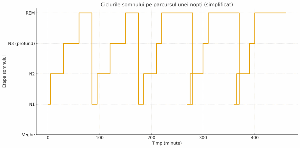 Ciclurile somnului pe parcursul unei nopți: etapele NREM și REM și durata fiecărei faze